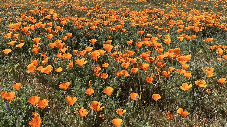 Theodore Payne Native Plant Garden Tour Theodore Payne Native Plant Garden Tour