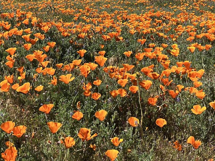 Theodore Payne Native Plant Garden Tour Theodore Payne Native Plant Garden Tour