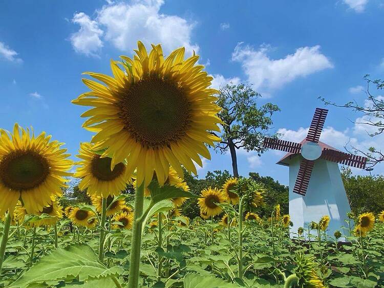 Sunflowers now bloom at Chatuchak Park