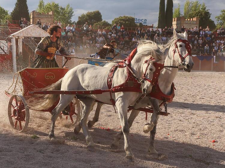 Asistir a una carrera de cuadrigas