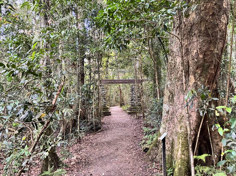 Hike the Caves Track in Lamington National Park