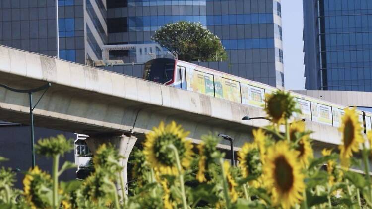 Wander through 30,000 pollen-free sunflowers at Chatuchak Park