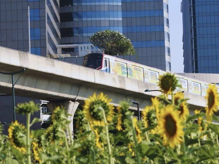 Wander through 30,000 pollen-free sunflowers at Chatuchak Park