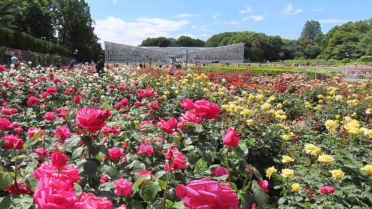 Jindai Botanical Garden Rose Festival