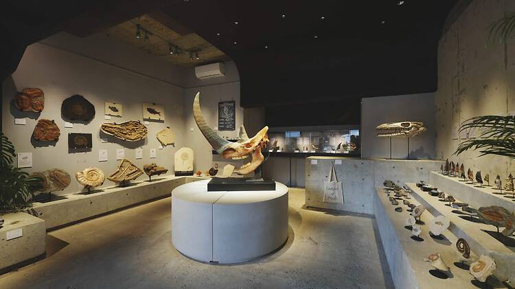 買える化石博物館 TOKYO