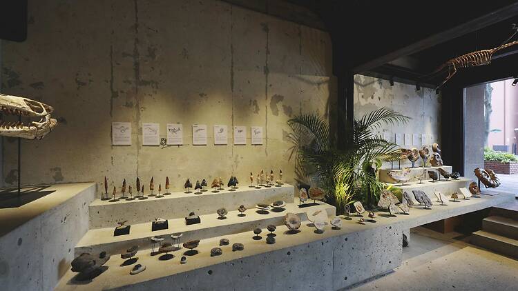 買える化石博物館 TOKYO