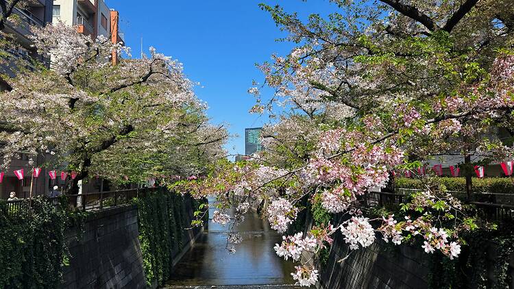 Meguro River, near Nakameguro Station
