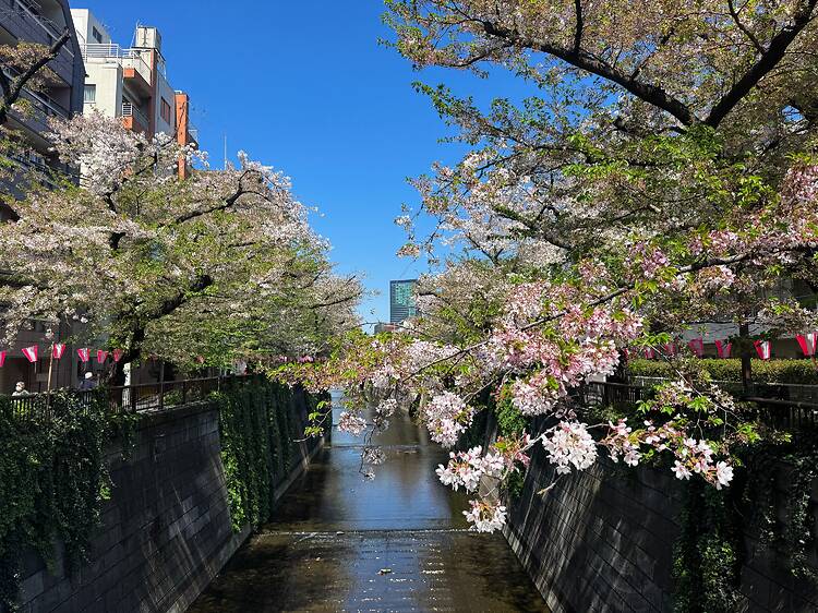 Tokyo cherry blossom progress report 2026: sakura nearing its end Tokyo cherry blossom progress report 2026: sakura nearing its end