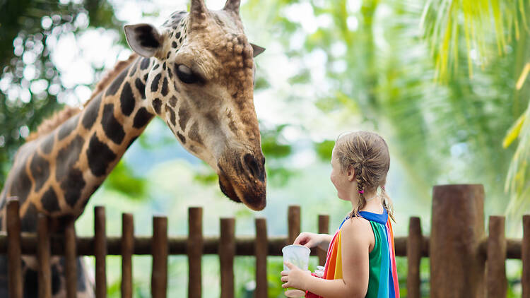 Kid feeds giraffe at zoo