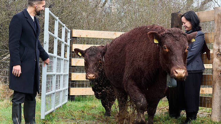 More wild cows are now roaming south London – here’s where you can see them
