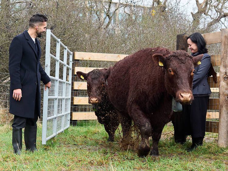 More wild cows are now roaming south London – here’s where you can see them
