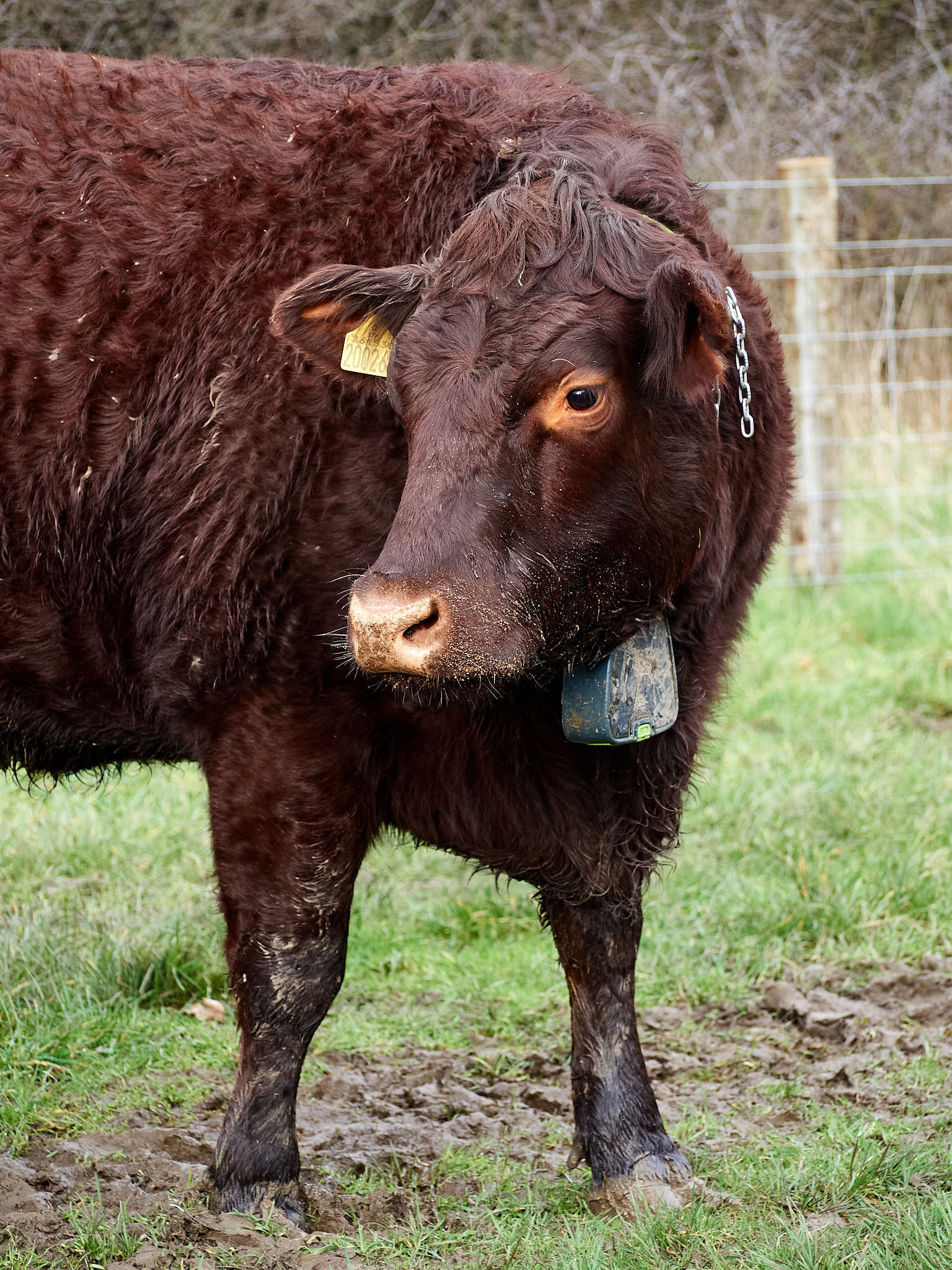 A brown Sussex cow stands in a grassy field. It wears a GPS collar.