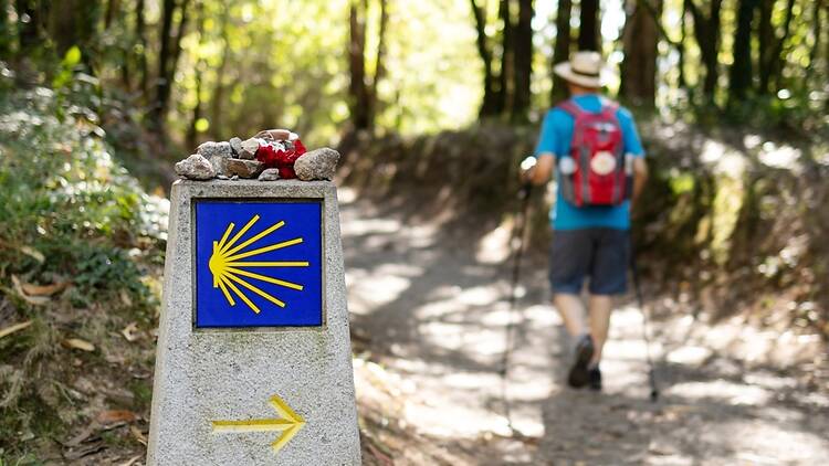 A pilgrim walks the English leg of the Camino A pilgrim walks the English leg of the Camino