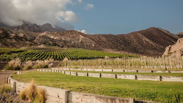 Estancia Uspallata: llevar la vid al límite físico de la montaña