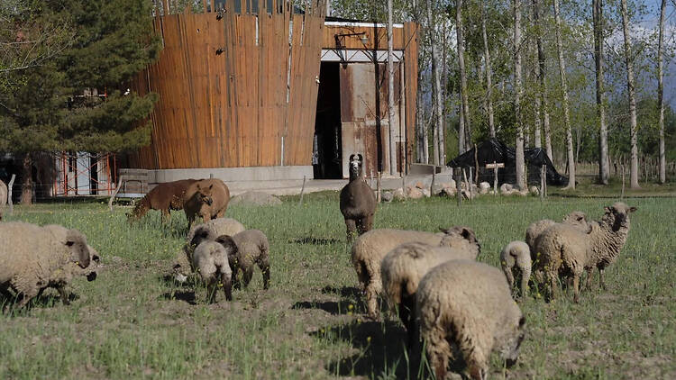 Stella Crinita: soltar el control para dejar hablar a la naturaleza