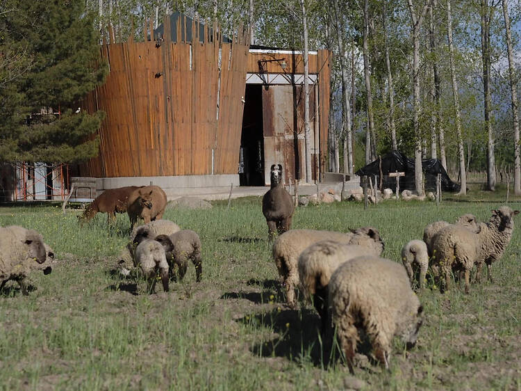 Stella Crinita: soltar el control para dejar hablar a la naturaleza