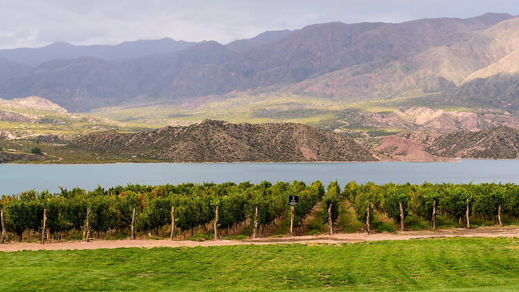 Bodega Staphyle: cuando el viñedo nace a orillas de un lago