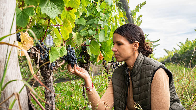 Guardianes de la Naturaleza - El Mirlo: dejar que la vid vuelva a ser libre