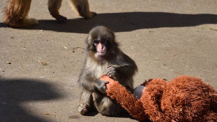 Punch the monkey with plushie Punch the monkey with plushie