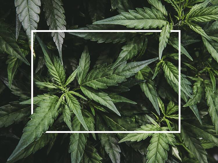 A massive ganja-themed scavenger hunt will take over Long Island City next week