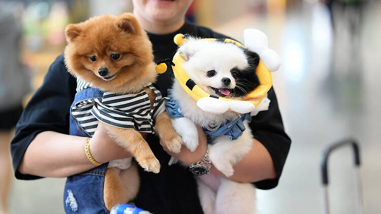 Thailand International Dog Show Thailand International Dog Show