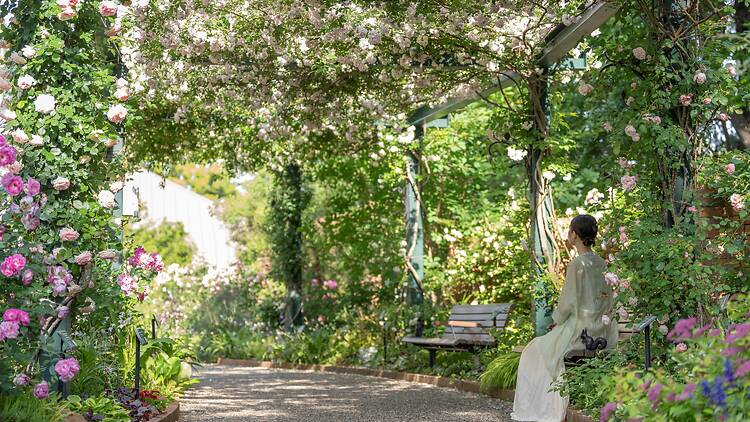 Spring Rose Garden Festival in Nerima