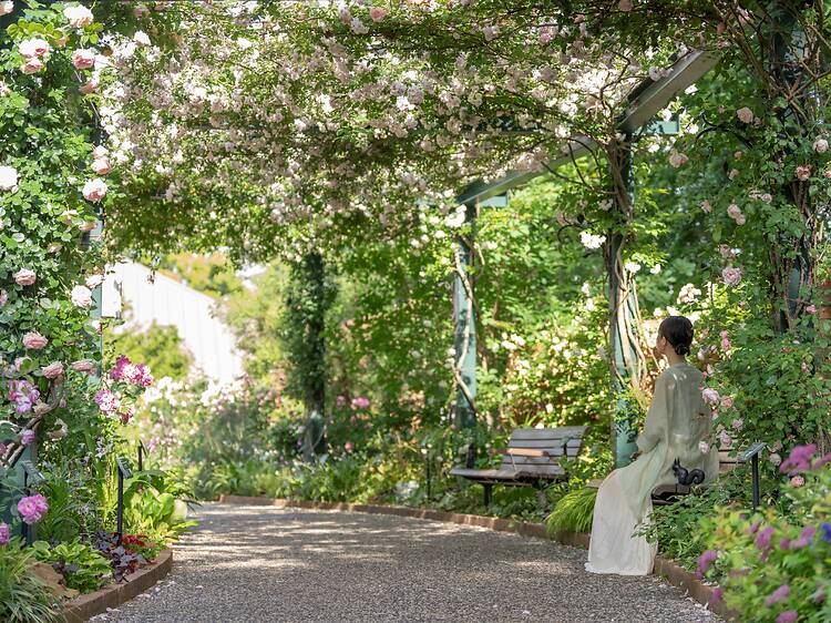 Spring Rose Garden Festival in Nerima