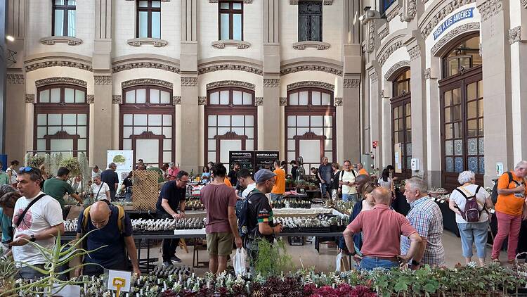 Exposició Internacional de cactus i suculentes Exposició Internacional de cactus i suculentes