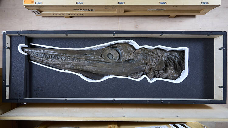 Dive into monster filled Jurassic Oceans at the Natural History Museum