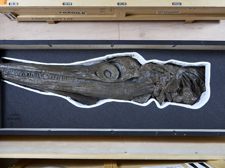 Dive into monster filled Jurassic Oceans at the Natural History Museum