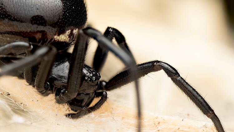 False widow spider