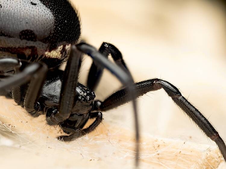 This dangerous spider is spreading across London – and it’s been found at one of the city’s most iconic attractions