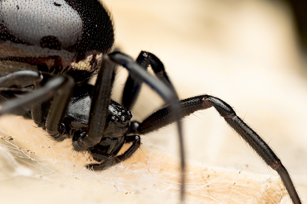 This dangerous spider is spreading across London - and it's been found at one of the city's most iconic attractions