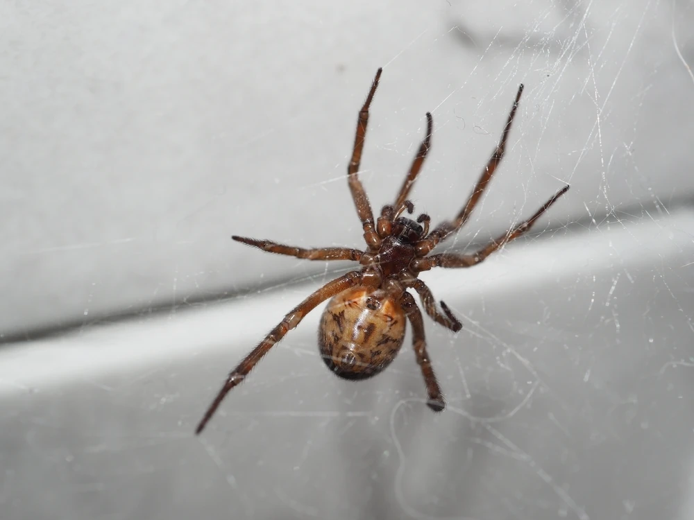 False widow spider, Essex