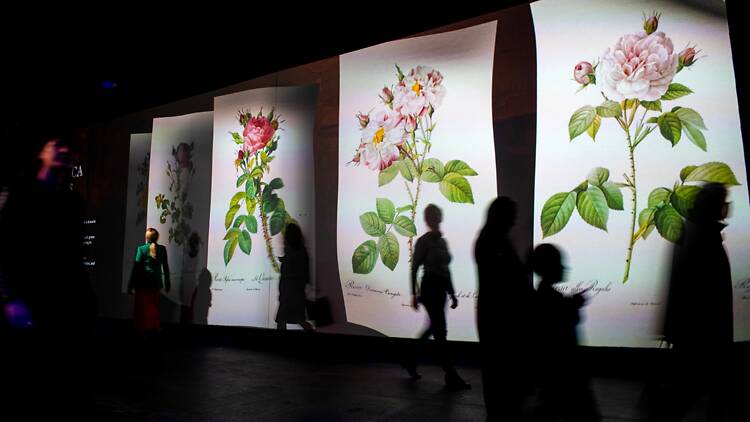 See ‘Empress Joséphine’s Garden’ at ILA