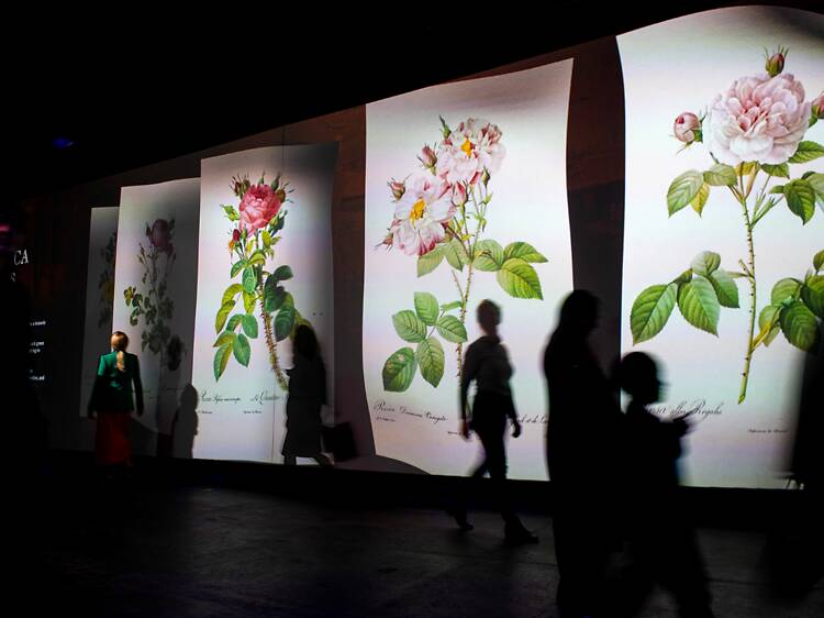 See ‘Empress Joséphine’s Garden’ at ILA