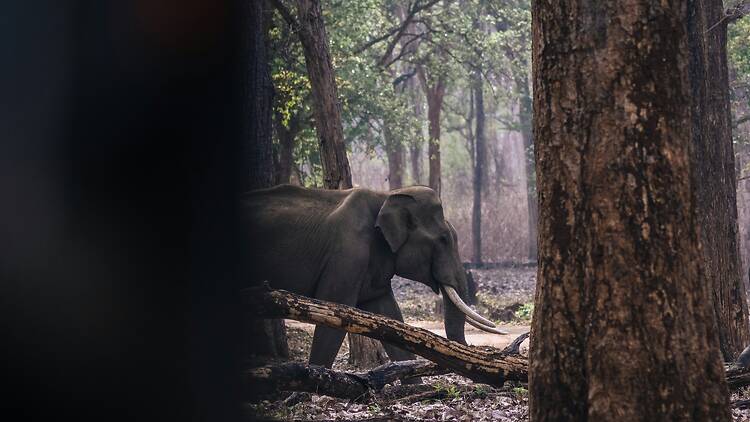The best national parks in India for wildlife safaris
