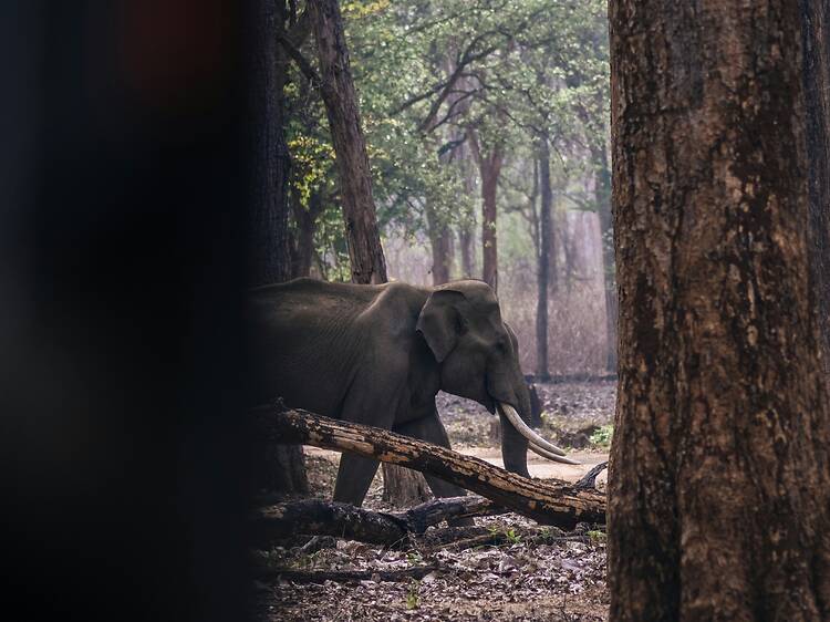 The best national parks in India for wildlife safaris The best national parks in India for wildlife safaris