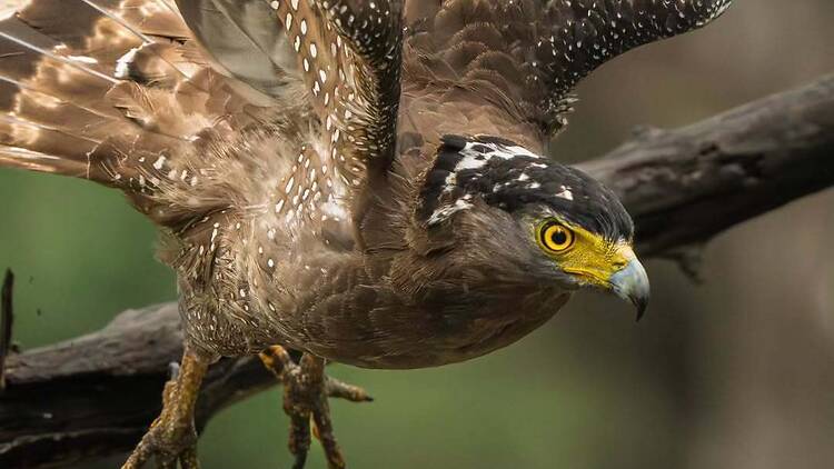 Pench National Park | Madhya Pradesh & Maharashtra Pench National Park | Madhya Pradesh & Maharashtra