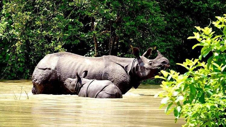Kaziranga National Park | Assam Kaziranga National Park | Assam