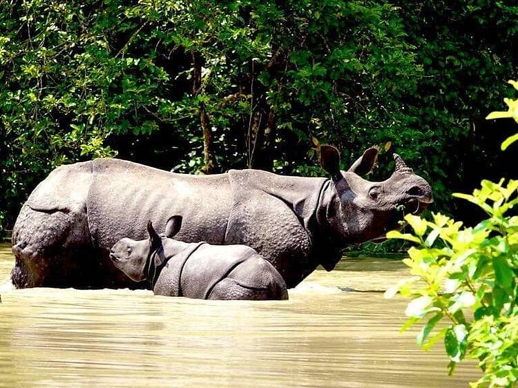 Kaziranga National Park | Assam Kaziranga National Park | Assam