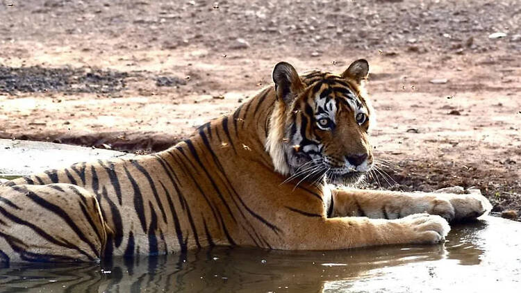Ranthambore National Park | Rajasthan Ranthambore National Park | Rajasthan