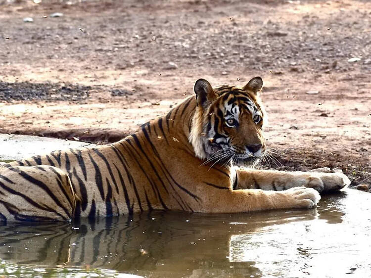 Ranthambore National Park | Rajasthan Ranthambore National Park | Rajasthan