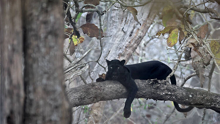 Kabini National Park | Karnataka Kabini National Park | Karnataka