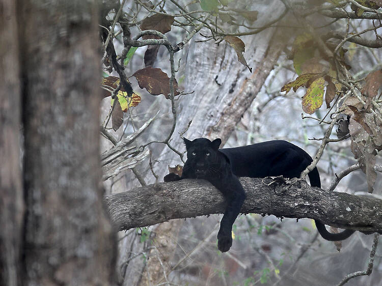 Kabini National Park | Karnataka Kabini National Park | Karnataka