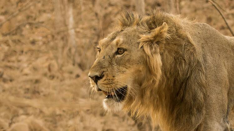 Gir National Park | Gujarat Gir National Park | Gujarat