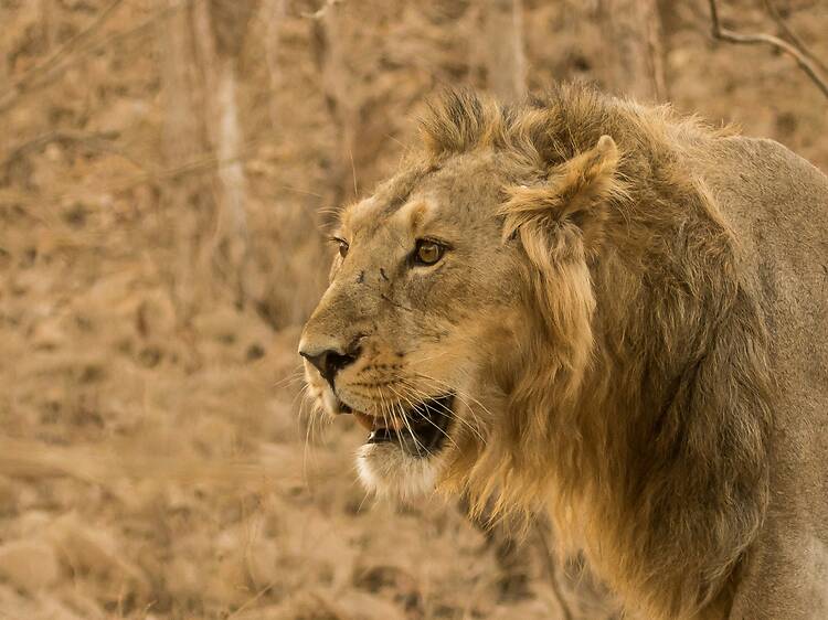 Gir National Park | Gujarat Gir National Park | Gujarat
