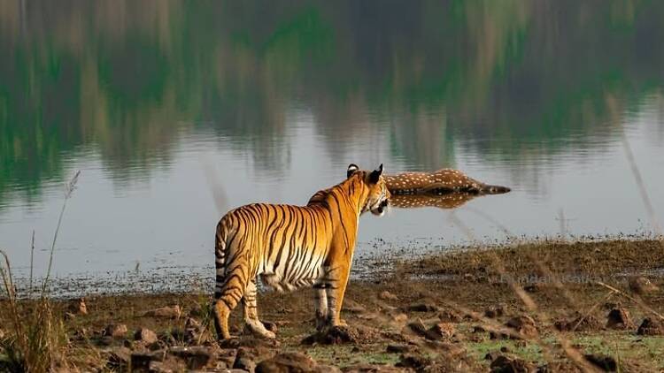 Tadoba-Andhari Tiger Reserve | Maharashtra Tadoba-Andhari Tiger Reserve | Maharashtra
