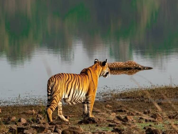 Tadoba-Andhari Tiger Reserve | Maharashtra Tadoba-Andhari Tiger Reserve | Maharashtra