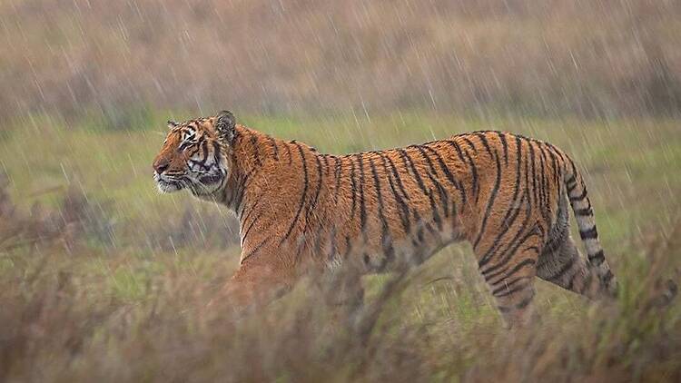 Corbett National Park | Uttarakhand Corbett National Park | Uttarakhand